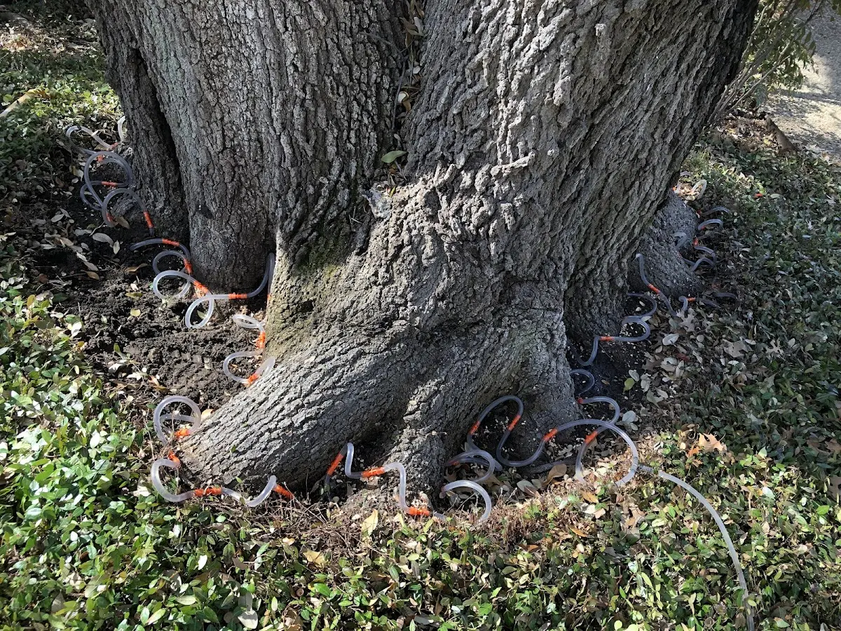 Detailed Tree Cabling and Bracing job site in Shobonier