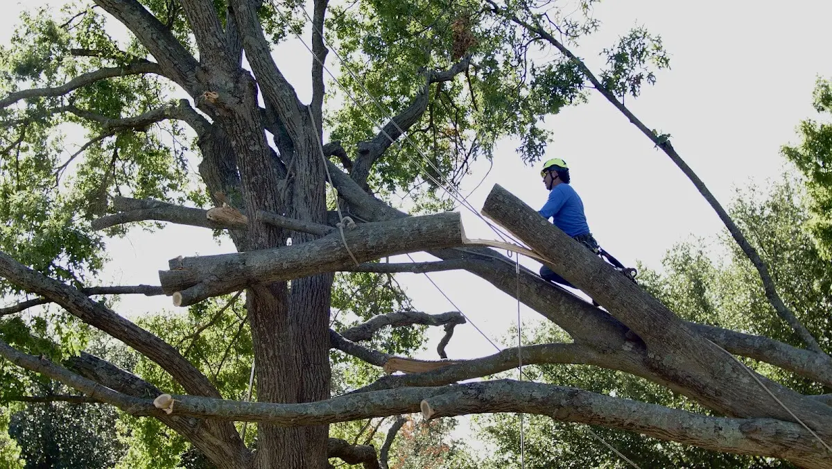 Professional Crown Thinning performed by certified arborists in Shobonier
