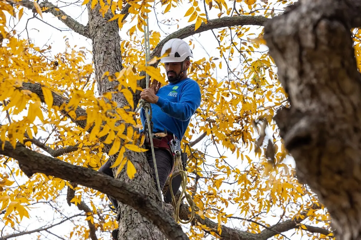 Skilled Storm Damage Cleanup crew working in Shobonier